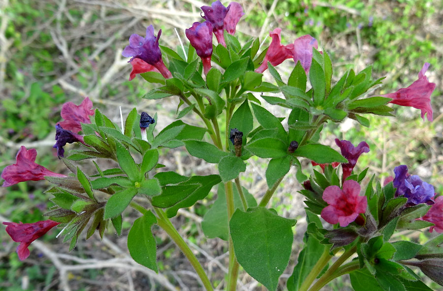 Pulmonaria da det.